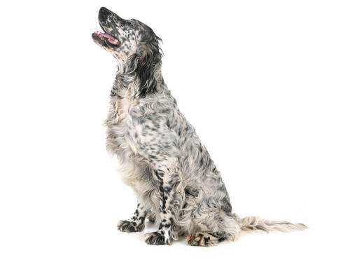 English setter hot sale shedding